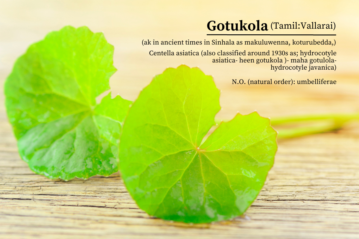 Unlocking the Health Benefits of Gotukola: The Powerful Herb You Need to Know About