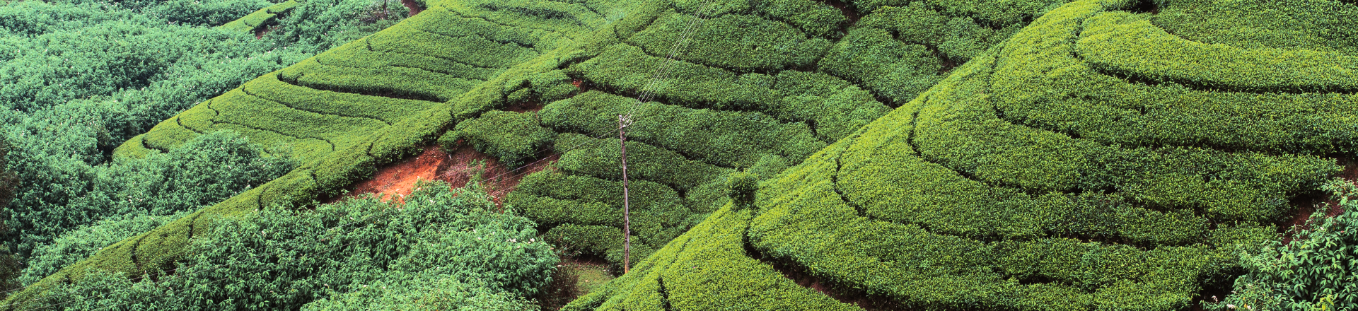 Newsletter-Plantation-Good Life X